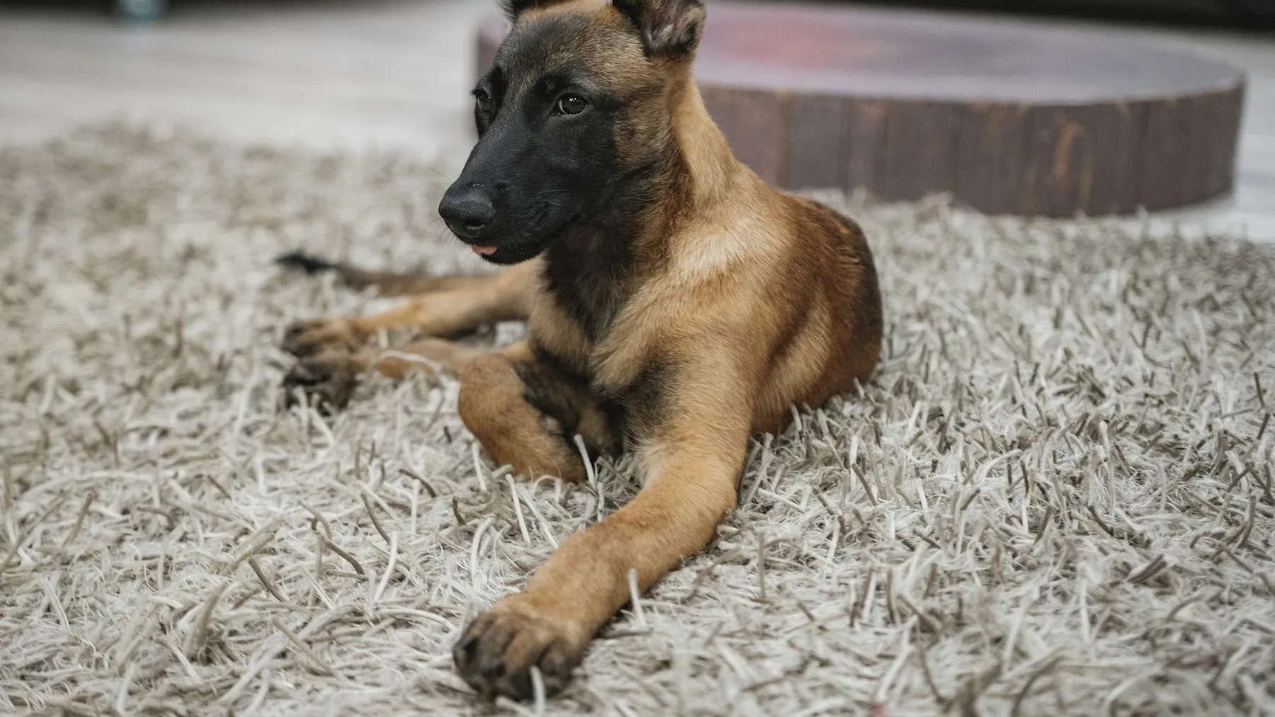 $200 Million, $1.2 Billion Valuation, Zero Dogs: Inside Warhound's Gene-Edited War Dog Bet — Tech Arcade